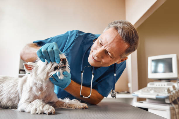 Best Mobile Emergency Dentist in Varnell, GA